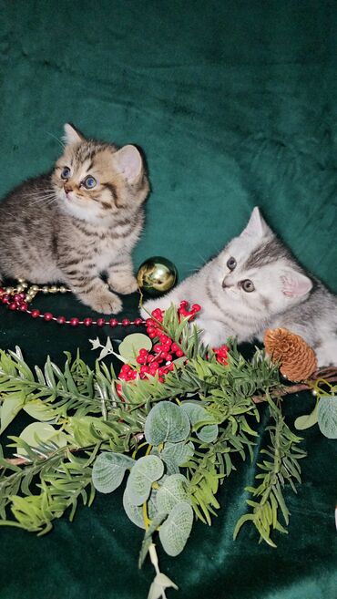 Pişiklər: Şotland, Ünvandan götürmə — 3