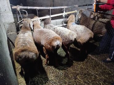 Бараны, овцы: Продаю | Овца (самка) | Арашан | Для разведения — 6