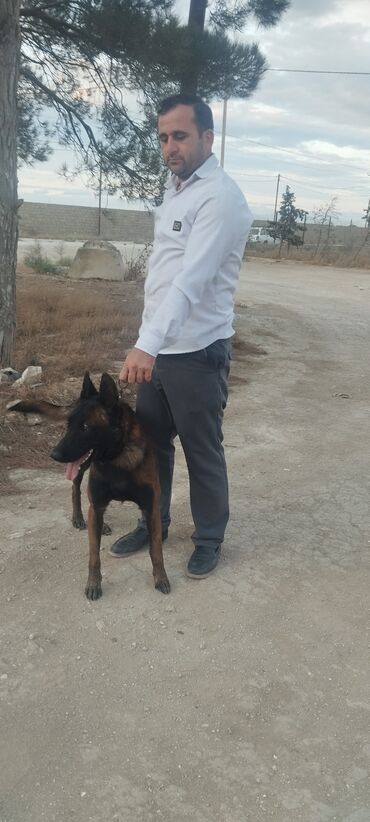 İtlər: Belçika çoban iti, 1 ay, Dişi, Pulsuz çatdırılma — 2