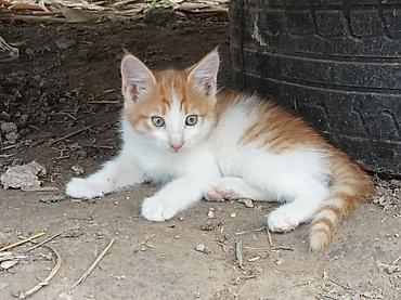 Отдам даром кошку: Котята - Возраст: примерно 2 месяца (родились 15 апреля). - Окрас: - at lalafo.kg — 3 Отдам даром кошку: Котята - Возраст: примерно 2 месяца (родились 15 апреля). - Окрас: - — 3