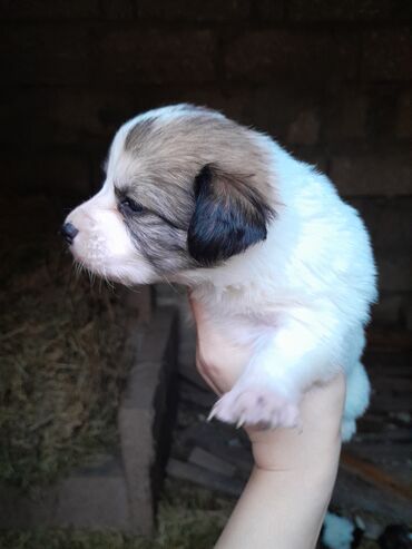 İtlər: Zvonok, 1 ay, Dişi, Ünvandan götürmə — 12