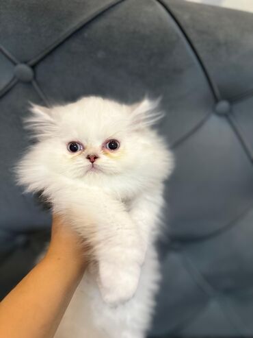 Pişiklər: Şotland yastı qulaq, Erkək, Dişi, Yaxşı əllərə, Ünvandan götürmə, Pulsuz çatdırılma, Ödənişli çatdırılma — 155