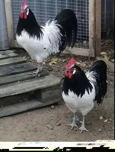 Toyuqlar: Toyuq, Ətlik -da lalafo.az — 9 Toyuqlar: Toyuq, Ətlik — 9