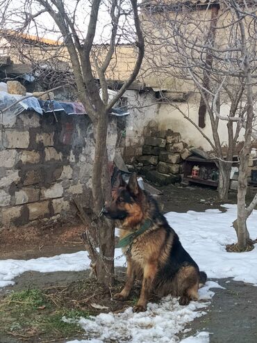 ev heyvan: Alman çoban iti, 8 ay, Erkek, Peyvəndli, Ünvandan götürmə, Ödənişli çatdırılma