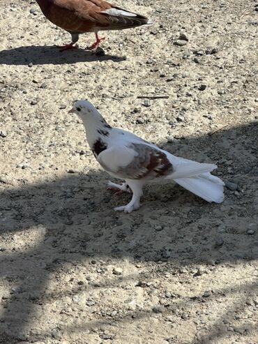 Mayadi bala alinib saglam heyvandi bos bos adamlar zeng elemesin son