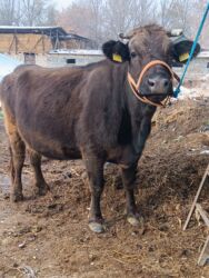 дом для животных: Сатам | Уй (ургаачы) | Алатоолук | Көбөйтүү үчүн, Сүт алуу үчүн | Асыл тукумдуу, Бооз