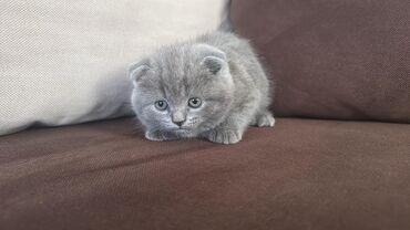 кошка вислаухая: Скотиш Страйт (Шотландиялык тик кулактуу), 1 айлык, Ургаачы, Боз, Аргын