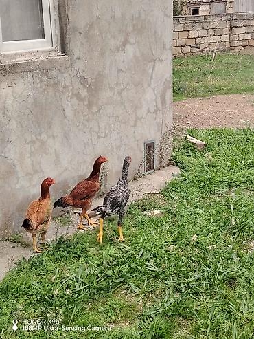 australorp toyuq satilir: Toyuq cücələri, Damazlıq, Ünvandan götürmə — 3