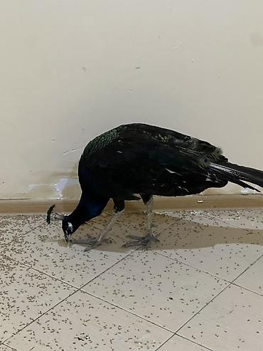 amadin quşu: Məhsul: Təbiət quşu – Tavus quşu (peacock) Təsvir: - Nadir dekorativ — 2