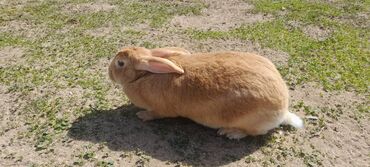 Dovşanlar: İri sort dovşanlar satilir! orta çəkili dovşanlar 15 azn, ağir çəkili -da lalafo.az — 18 Dovşanlar: İri sort dovşanlar satilir! orta çəkili dovşanlar 15 azn, ağir çəkili — 18