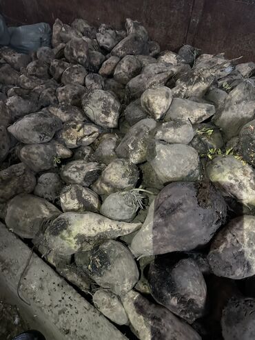 объявления о пропаже животных: Продаю свеклу