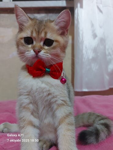 Pişiklər: Dişi, Ödənişli çatdırılma — 7