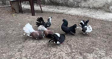 quş yarım tip: 6 -30 — 2