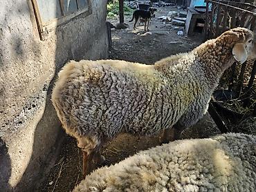 пл: Продаю | Баран (самец) | Гиссарская — 2