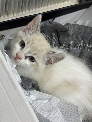 эр: Тайская, 2 месяца, Мальчик, Приучена к лотку — 3