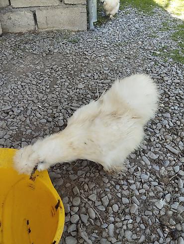 Toyuqlar: Toyuq, Damazlıq, Ünvandan götürmə — 8