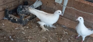 Göyərçinlər: Sari qara cutdu.sarinin ata anasi 6 saat ucur .cutu 45manata.pavlin 10 — 11