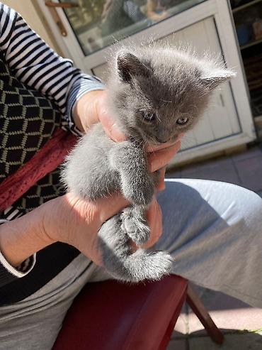 Кошки: Британская, Самка, В добрые руки, Самовывоз — 2