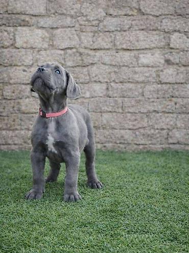 Psi: Cane Corso štenci Štenci Cane Corso, oštenjeni 02.12.2025, slobodni za — 5
