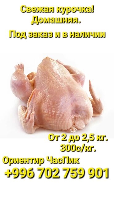 животные птицы: Продаём свежих курочек. бройлер. 300с за кг. в наличии и на заказ