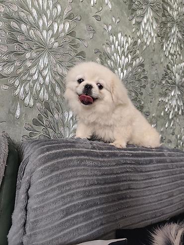 it pekines: Pekines, 3 ay, Erkək, Ödənişli çatdırılma — 1