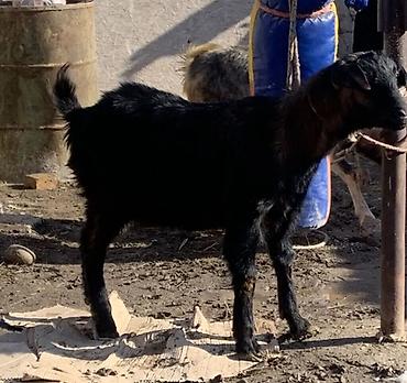 Козы, козлы: Продаю | Коза (самка) | Полукровка | Для разведения | Котные — 3