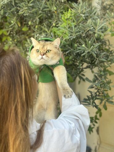 Quşlar: Qızıl şinşilla, Erkək, Cütləşmə üçün, Ünvandan götürmə, Pulsuz çatdırılma, Ödənişli çatdırılma