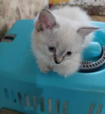 игрушки для котят: Котята домашние, пушистые, с разной окраской: - дымчато-серый с мягким — 4