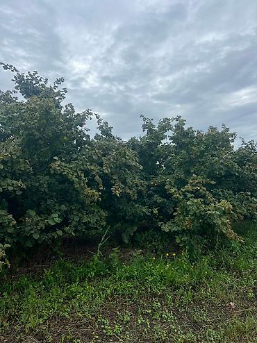 Həyət evləri və villaların satışı: 3 otaqlı, 100 kv. m, Yeni təmirli — 14