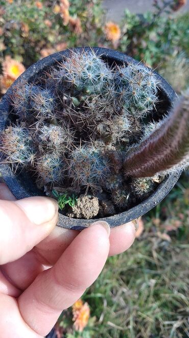 Kaktus: Kaktusi – više vrsta (Opuntia i Mammillaria) - Opuntia (indijske — 5