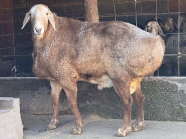 Баран, овца: Продаю | Баран (самец) | Арашан | Для разведения | Осеменитель — 10