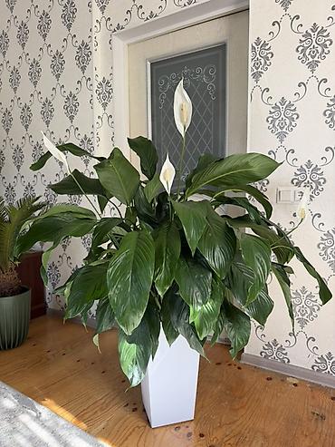 хойя лакуноза: Спатифиллум (Spathiphyllum) – крупный взрослый куст в высоком — 1