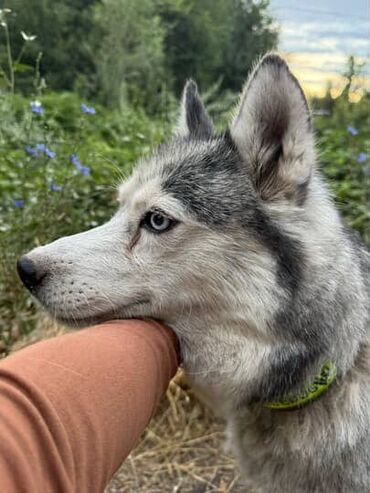 английский кокер спаниель щенок цена: Хаски, 9 айлык, Ургаачы, Эмделген