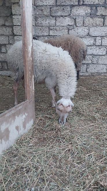 Qoyunlar, qoçlar: Razılaşma yolu ilə çox təcili satılır.balalı balasız fərq etmir — 8