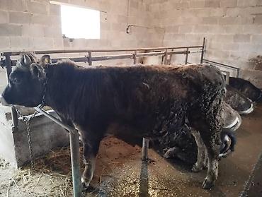 Коровы, быки: Продаю | Бык (самец) at lalafo.kg — 5 Коровы, быки: Продаю | Бык (самец) — 5