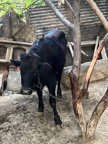 Inəklər, öküzlər: Dana, buzov, Dişi, ay: 10, Damazlıq, Ünvandan götürmə