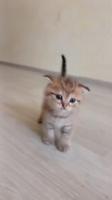 Кошки: Шотландская вислоухая — 2
