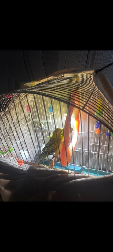 большая клетка для грызунов: Qefes göründüyü kimi içindeki her şey verilecek 2side erkekdi hazir