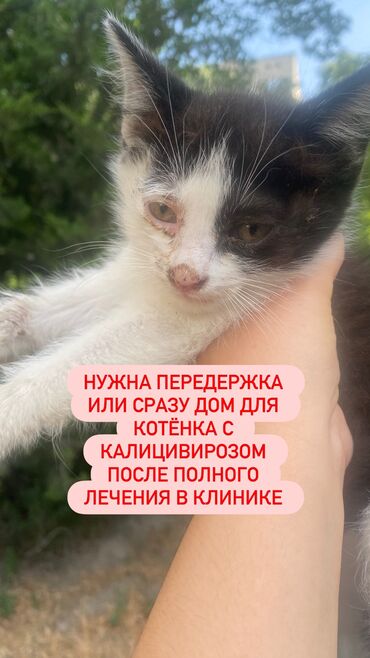 черная британская кошка: Мышык бекер берилет: Породасыз, 1 айлык, Эркек