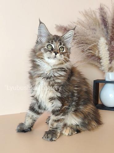 Продажа кошек: Мейн-кун, 2 месяца, Девочка, Черепаховый, Приучена к лотку, Проглистована, С документами at lalafo.kg — 2 Продажа кошек: Мейн-кун, 2 месяца, Девочка, Черепаховый, Приучена к лотку, Проглистована, С документами — 2