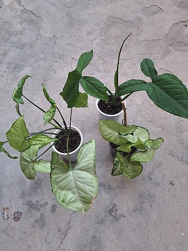 Otaq bitkiləri – kolleksiya - Syngonium (ox uclu yarpaqlı, açıq-yaşıl