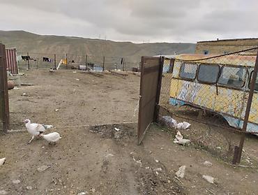 4 otaqlı kiraye evler: Ferma kompleksi – mal-qara saxlanışı üçün hazır infrastruktur - Geniş — 7