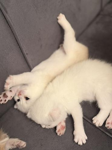 Кошки: Şinşila Balaca pişik balaları – ağ krem rəng çalarlarında Təsvir: - — 8