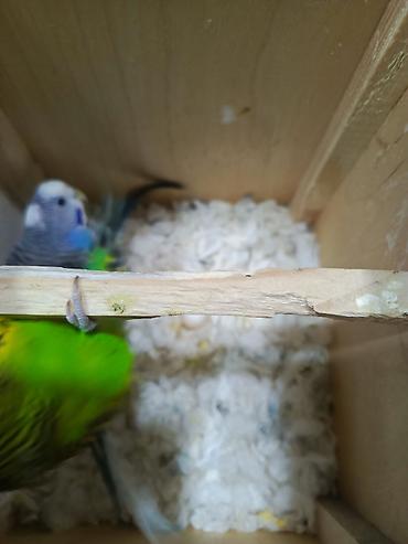 Quşlar: Papuqay Valnisti Hazır cüt, üç gündü yumurtlayır İki yumurtası var — 5