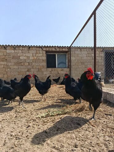 cuce sekli: Avstrolorp xoruzları. Uzunquyruq təmiz alman sortu avstralorp