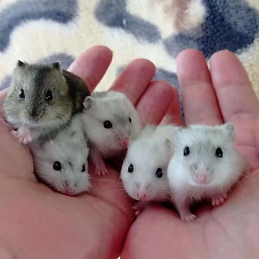 Хомяки: Продаются хомячки джунгарские, сирийские, ангорские пушистые хомячки — 27