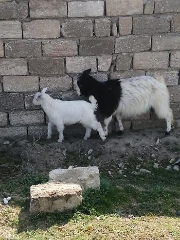 ucuz keci: Məhsul: Qoyun-keçi təsərrüfatı üçün ana keçi və balası (oğlaq) — 2
