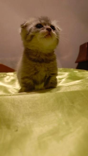 Кошки: Шотландская вислоухая — 5