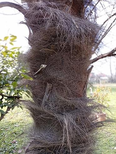 Ağaclar: Yetişkin dekorativ palma ağacı - Növ: Fan formalı yarpaqları olan — 13