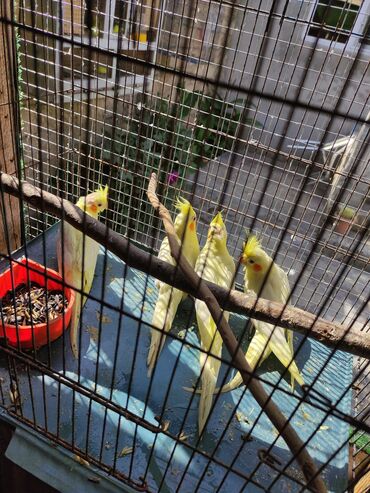 Tutuquşları: Korella 40-70 azn əl quslari bala hazir quslar tutuqusu quslar papuqay — 9